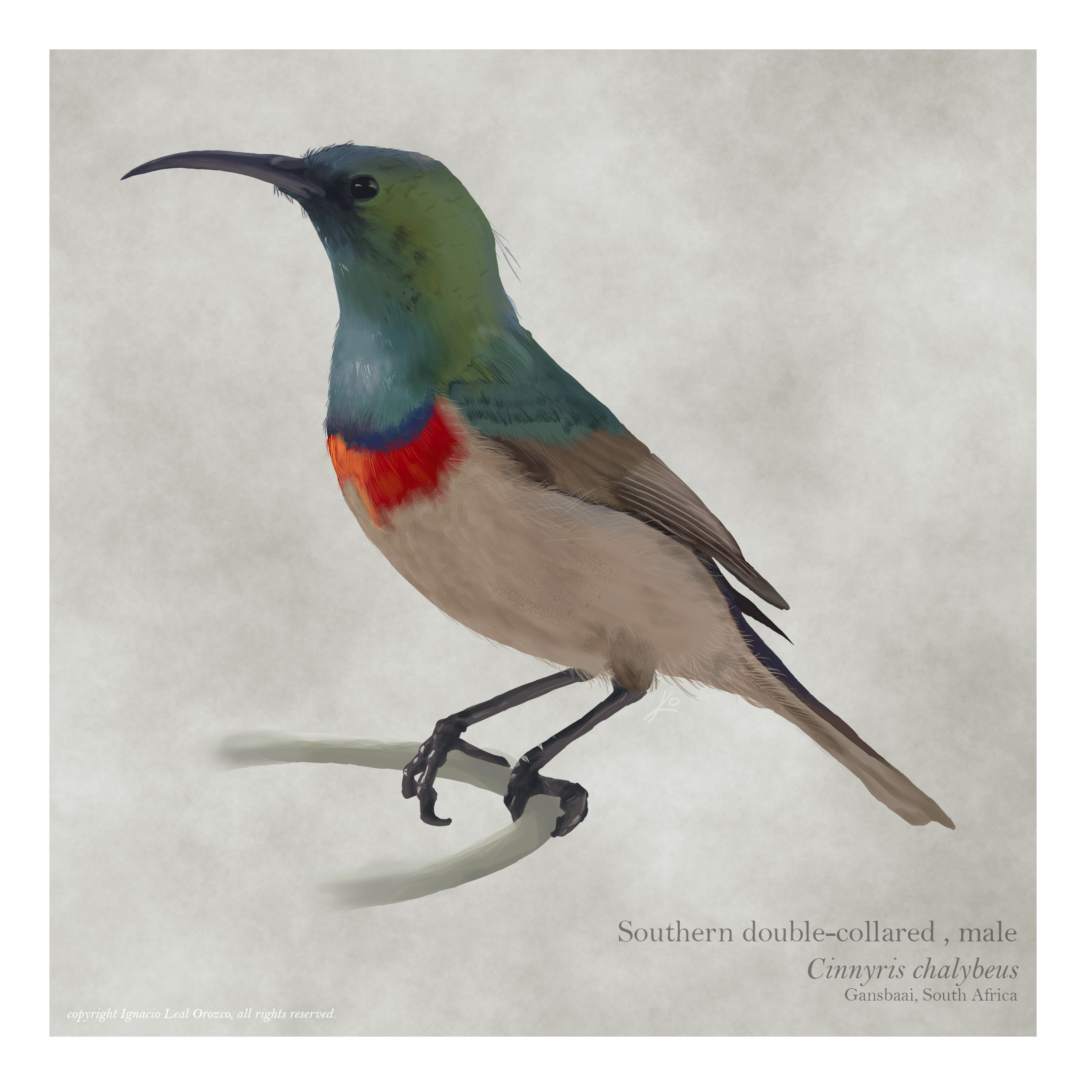 Suimanga acerado (Southern double-collared sunbird)
